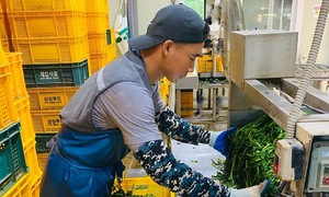 Đổ xô sang Hàn Quốc làm nông thời vụ