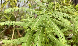 Uống nước cây chó đẻ có trị được viêm gan B?