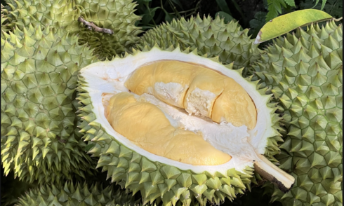 Xuất khẩu sầu riêng tụt hạng