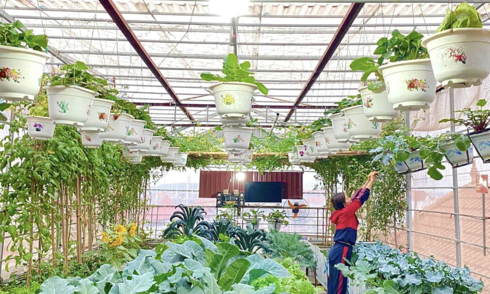 Làm vườn giúp sống khỏe và thọ hơn