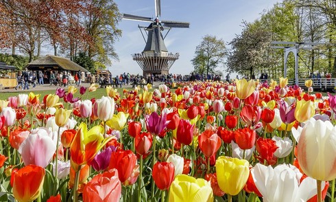 7 triệu bông tulip bung nở ở vườn hoa Keukenhof