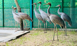 6 sếu đầu đỏ đã về tới Tràm Chim