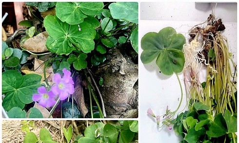 Phát hiện ca ngộ độc 'chưa từng có trong y văn'