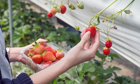 Lý do dâu tây Hàn Quốc được yêu thích