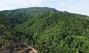 Hơn 120.000 ha đất lâm nghiệp bị lấn chiếm, tranh chấp