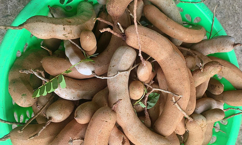 Lợi ích của quả me với sức khỏe