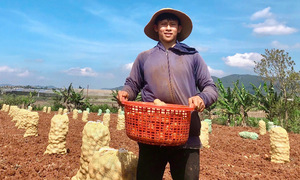 Du học dang dở, 9x về quê làm nông nghiệp thu tiền tỷ