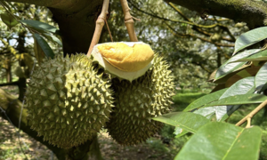 Ai không nên ăn sầu riêng?