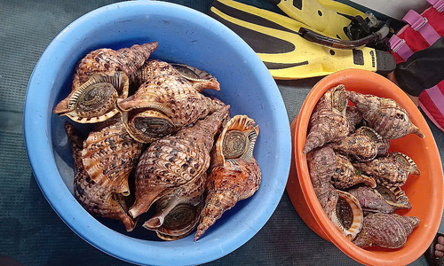 Phát hiện nhiều ốc tù và quý hiếm trong nhà hàng ở vịnh Nha Trang