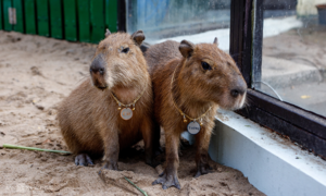 Capybara có chứa virus dại không?