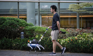 Vai trò của chó robot trong cuộc sống ở Singapore