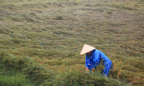 Hơn 1.600 ha lúa bị gãy đổ sau mưa giông ở miền Trung