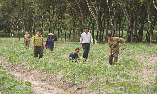 Chứng khoán Vietcap ra mắt dự án trồng rừng