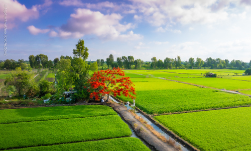 Cây phượng 'cô đơn' nở rộ giữa cánh đồng ven TP HCM