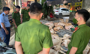 Phát hiện gần một tấn thịt heo bốc mùi tại nhà hàng ở Vĩnh Phúc