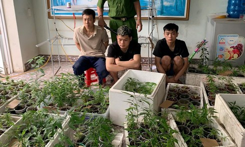 Trồng hơn 300 cây cần sa trong nhà