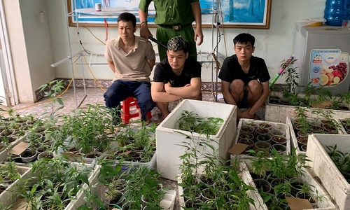 Trồng hơn 300 cây cần sa trong nhà