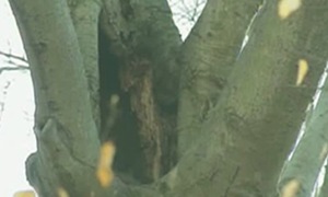 Kỳ án tên trộm nhét ba thi thể trong thân cây giữa rừng