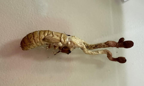 Ngộ độc sau ăn 'đông trùng hạ thảo'