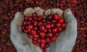 Cà phê đặc sản Việt giá bán cao gấp đôi thế giới