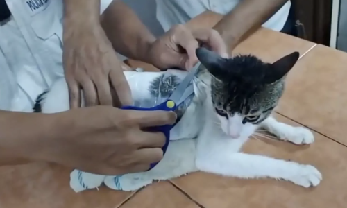 Dùng mèo tuồn lậu ma túy vào nhà tù