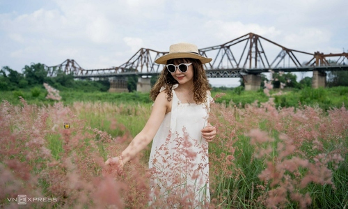 Bãi cỏ hồng hút khách dưới chân cầu Long Biên