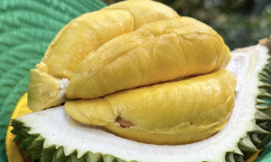 Gỡ nút thắt cho xuất khẩu sầu riêng sang Trung Quốc