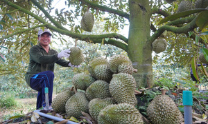 Trung Quốc duyệt thêm gần 1.000 mã số sầu riêng của Việt Nam