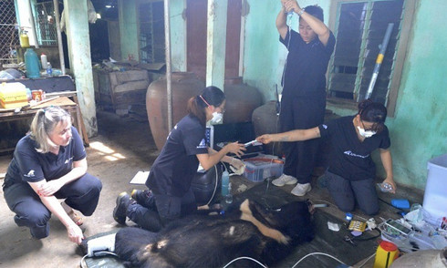 Người dân giao nộp gấu ngựa nuôi 27 năm