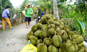 Xuất khẩu rau quả sang Trung Quốc giảm sâu