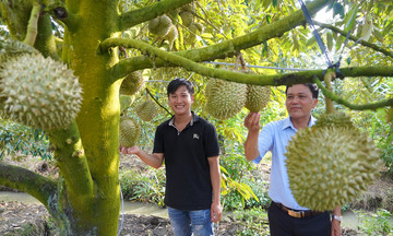 Thủ tướng chỉ đạo ba Bộ gỡ khó cho xuất khẩu sầu riêng