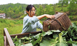 Cử nhân về quê trở thành 'ngôi sao nuôi lợn'