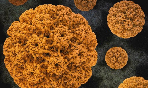 Những điều cần biết về HPV