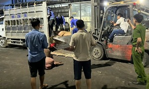 Vĩnh Phúc tiêu hủy hơn 1 tấn heo bốc mùi đang được đưa ra thị trường