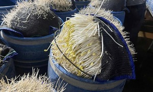 Chất làm giá đỗ 'lớn nhanh như thổi' nguy hiểm thế nào