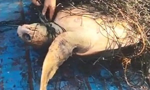 Ngư dân Bình Định gỡ lưới cứu rùa 60 kg