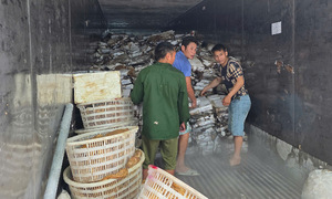 Quảng Ninh thu giữ hơn 25 tấn mực, chân gà bốc mùi tại kho lạnh
