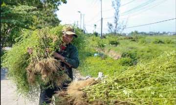 Nên làm gì trong Tết Đoan ngọ?
