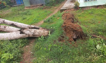 Cây đổ trong mưa, dây diện rơi xuống giật hai người tử vong