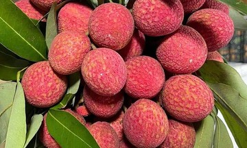Vải u trứng, mận Pu Nhi 'cháy hàng' dịp Tết Đoan Ngọ