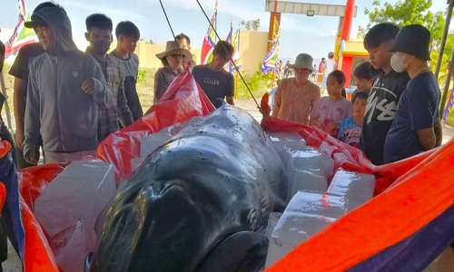 Cá voi trôi dạt vào bờ biển Ninh Thuận
