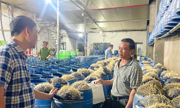 Ba người bị khởi tố vì bán 350 tấn giá đỗ ngâm 'nước kẹo'