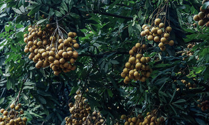 Cẩm nang du lịch Hưng Yên