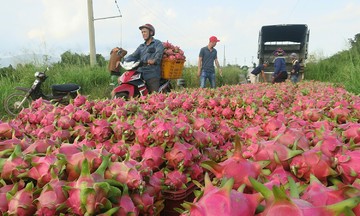 Thủ tướng yêu cầu không để ùn tắc nông sản tại cửa khẩu