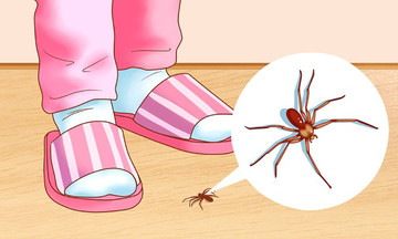 8 mẹo đuổi côn trùng an toàn trong mùa hè