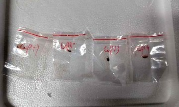 Hai người Trung Quốc bị cáo buộc mang vào Mỹ loại nấm 'khủng bố nông nghiệp'
