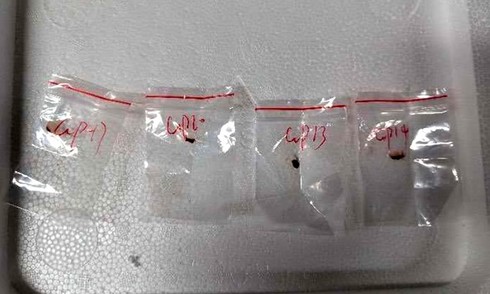 Hai người Trung Quốc bị cáo buộc mang vào Mỹ loại nấm 'khủng bố nông nghiệp'