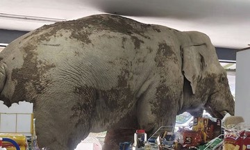 Voi chui vào cửa hàng tạp hóa tìm đồ ăn
