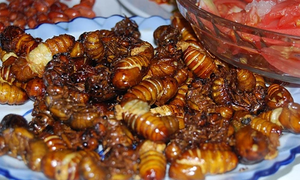 Sốc phản vệ sau khi ăn ve sầu chiên giòn