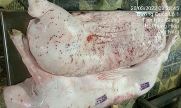 Nhân viên thú y đóng dấu kiểm dịch 'một bên thân heo C.P mới phát hiện nốt viêm'